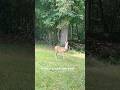 Happy Birthday to the Fawns 🦌 #animals #babydeer #cuteanimals #spotteddeer #shorts #youtubeshorts
