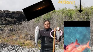 Spearfishing maui hawaii, Epic reef hunt!!