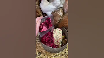 У куриц тоже бывают праздники 😂
