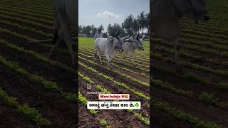 farmer gold ready #like #farming #cow #gold #viral