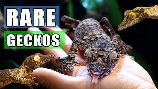 The RAREST Geckos! Reptile Room Tour (Part 1)