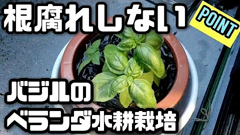 水耕栽培のバジルを収穫して カプレーゼにしました 水耕栽培記録 2 Mp3