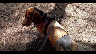 A Big Sniff, Part 1: The Sniffer Begins by ClydeBasset 66 views 8 days ago 9 minutes, 36 seconds