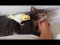 Смешные и талантливые попугаи кореллы  Compilation cute corella