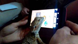 Lizard plays ant smasher funny