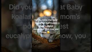 This One Koala Fact Will Shock You 😲 #didyouknow #youtubeshorts #viral #shorts #funfacts #wildlife