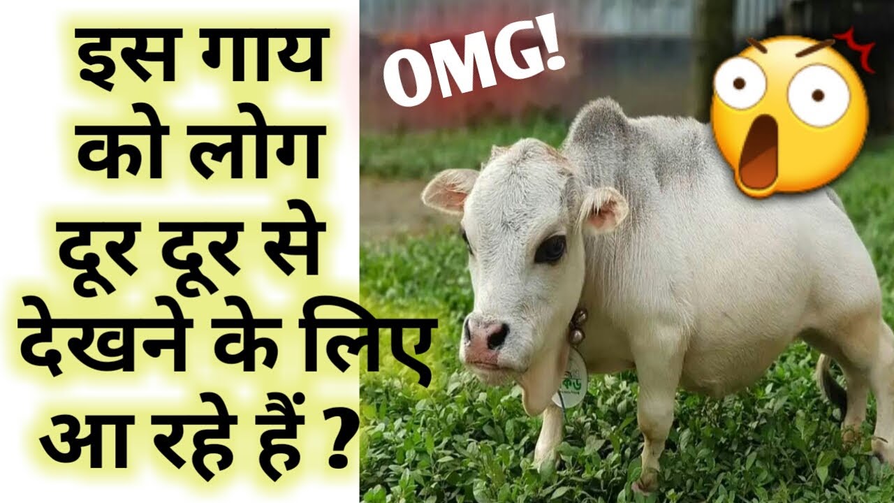 इस गाय को लोग दूर दूर से देखने के लिए आ रहे हैं ? #shorts #facts - YouTube