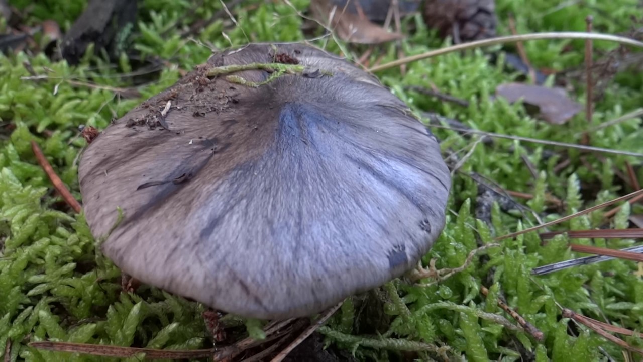 spot à tricholome prétentieux, tricholoma portentosum, le charbonnier