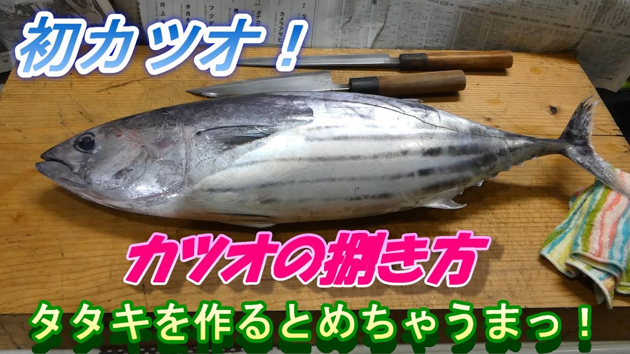 【初カツオのタタキ】＃カツオの捌き方＃初カツオ＃タタキ＃ぎゅーとら
