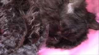 Kittens Purr Purr en Leica 1 by Martie2303 265 views 8 years ago 5 minutes, 15 seconds