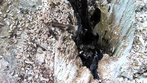 Carpenter Ants Nesting in a Tree Trunk