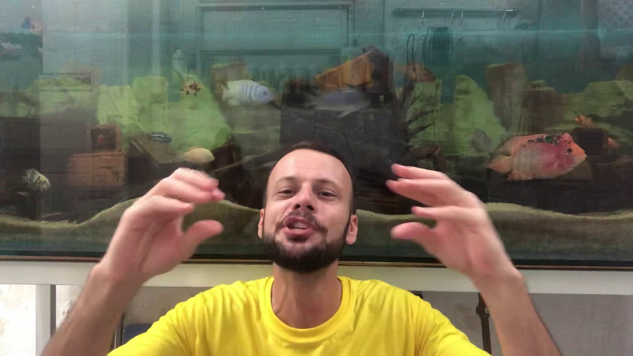 Acará disco! Tudo que vc precisa saber!🤔