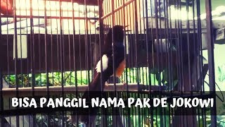 SUARA BURUNG KICAU PANGGIL NAMA JOKOWI