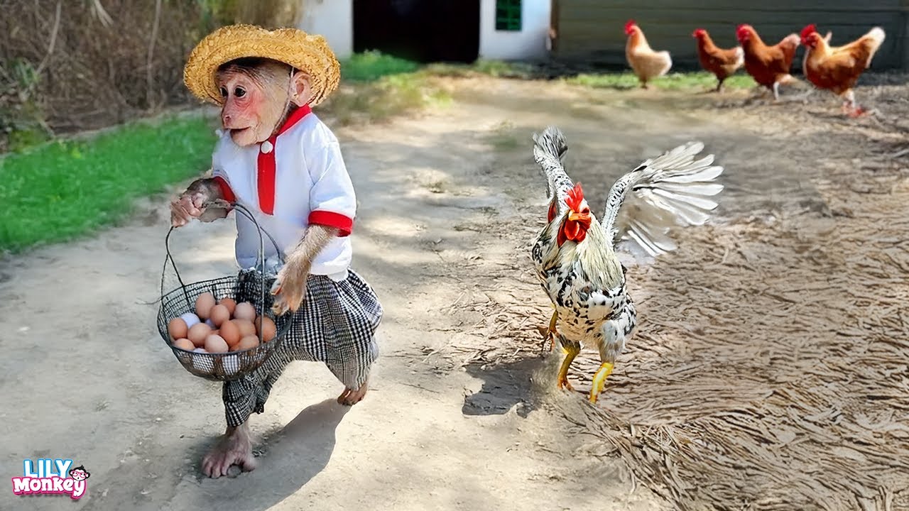 Monkey Lily’s funniest moments! | Lily's story