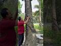 টিও পদ্ধতি ব্যবহার করে নারিকেলের ছোট মুচি সংরক্ষণ হবে #amazing #trendingshorts #coconut #coconuttree