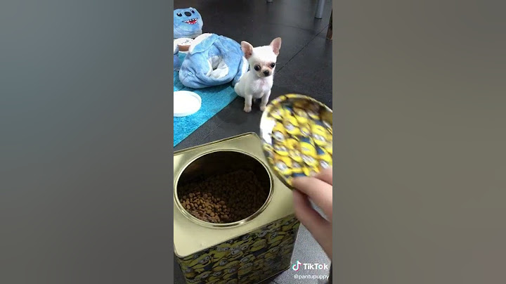 Perrito comiendo :w