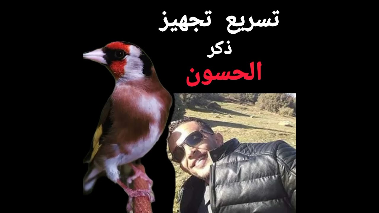 تجهيز ذكر طائر الحسون بسرعة فائقة 😂😂