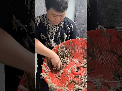 China वाले बहुत खतरनाक है 😨 || By Big TV Knowledge #shorts