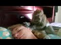 Love Taps From A ASMR Macaque