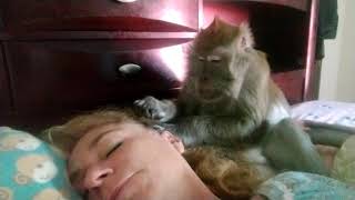 Love Taps From A ASMR Macaque
