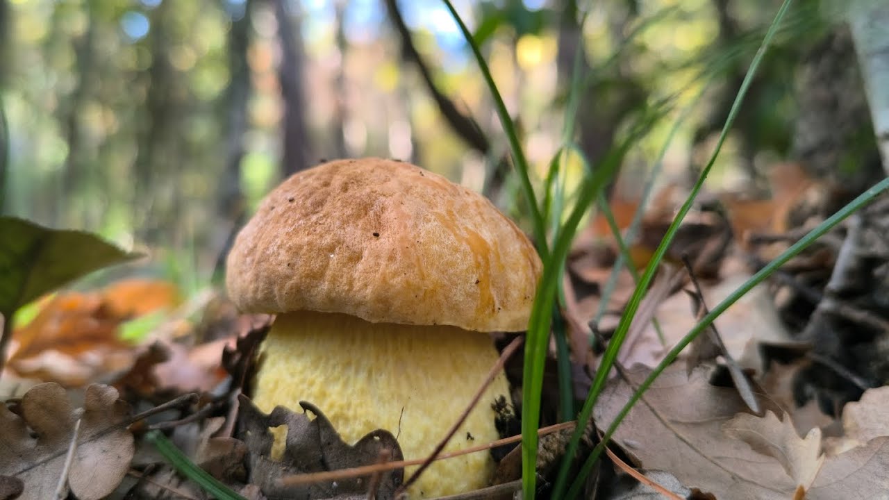 A caccia di LECCINELLUM LEPIDUM, detto 