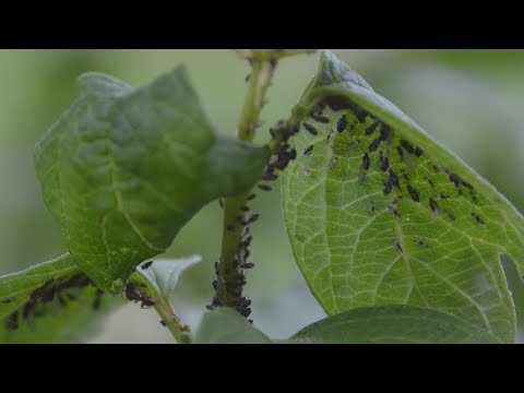 Videó: Ki védekezhet a levéltetvek ellen?