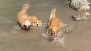 Taking The Dogs For A Swim In Salt Lake City