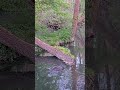 Just a morning of highlights from our live beaver camera to boost your mood