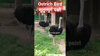 Ostrich Bird ll शुतुरमुर्ग पक्षी