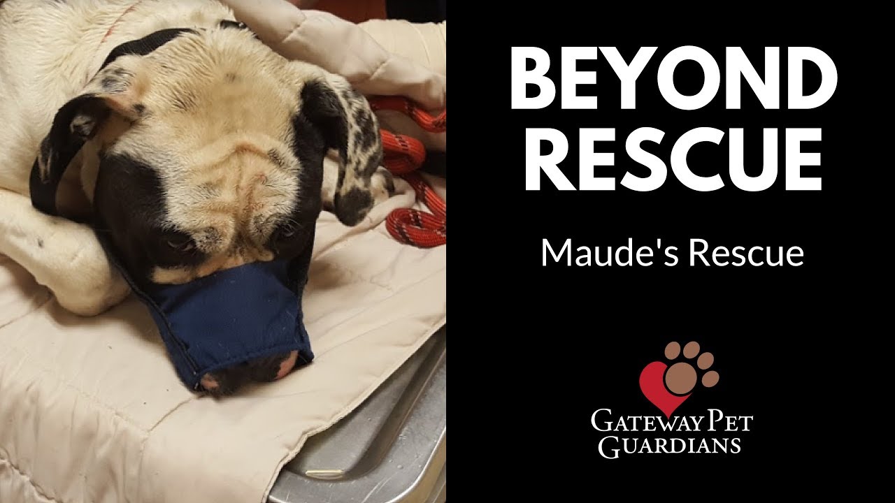 rescue dogs rock nyc Beyond Rescue: Episode 38 - Maude’s Rescue