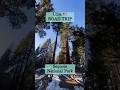 Sequoia National Park #sequoianationalpark #usaroadtrip #bigtrees #generalgrant #explore #nature