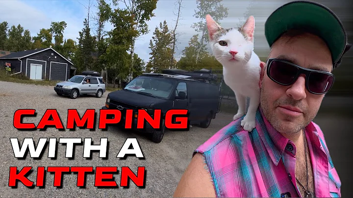 Video 11316301: kitten first, eyes kitten, kitten show