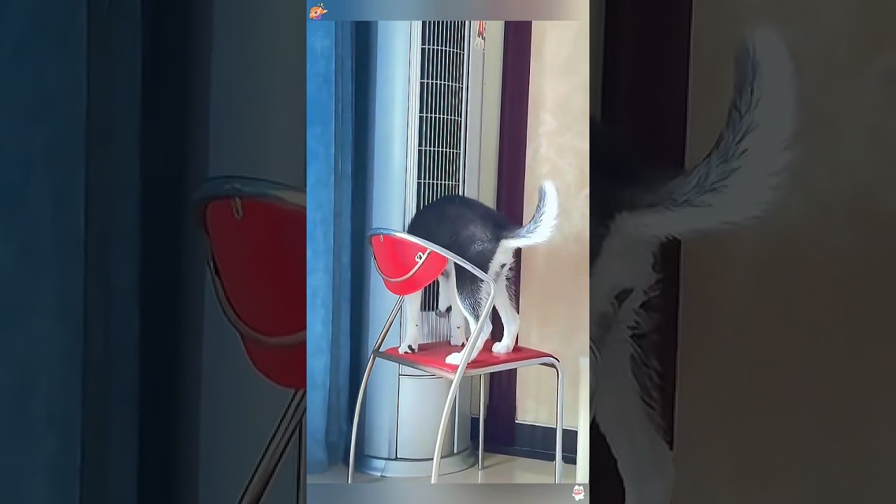 Dogs experiencing hot weather 😫 🤣