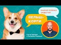 ВЕЛЬШ КОРГИ - ВСЕ О ПОРОДЕ / Обзор породы от кинолога Григория Манева