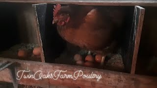 Are Isa Brown Hens Great Egg Layers?