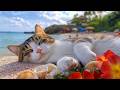 12 Hours Of Cat Music Relaxing Visual Flow For Cats Stable Mood Bonus Cozy Rest No Ads 