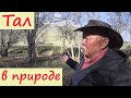 Природный тал для изготовления ЮРТЫ . Кыргызстан.