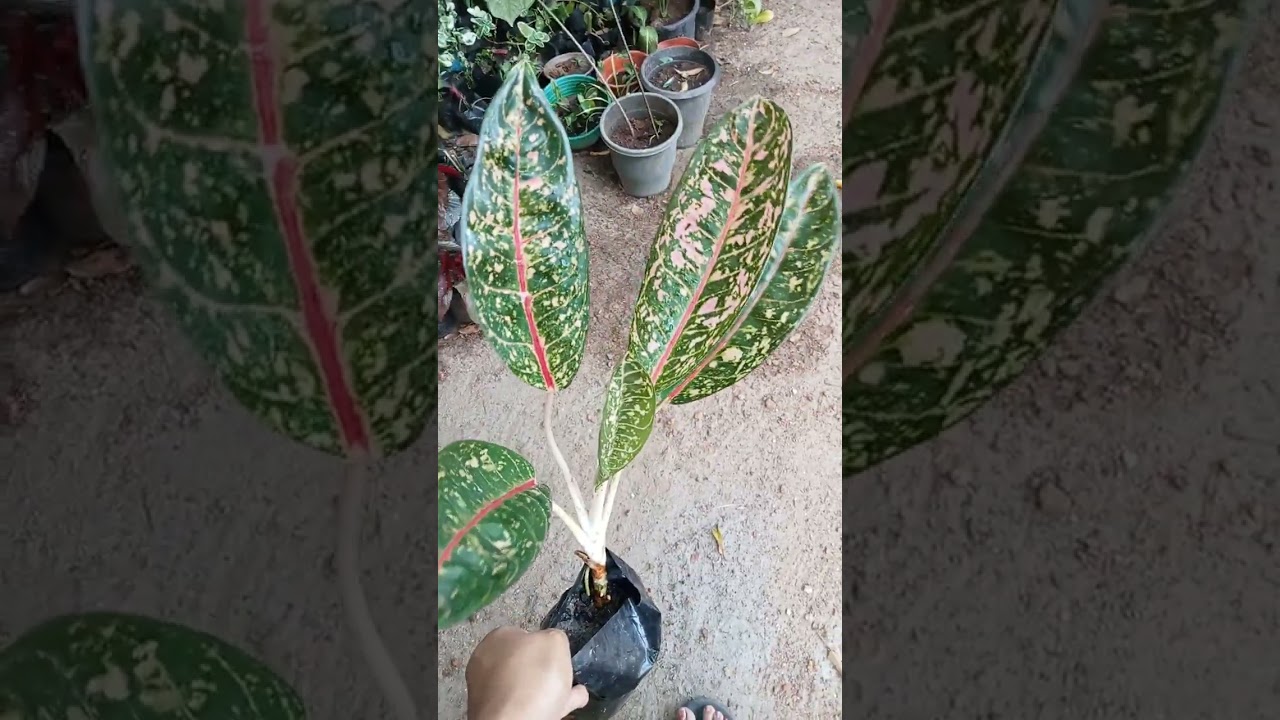 ##Low cost plants available whatsapp 9656961799##