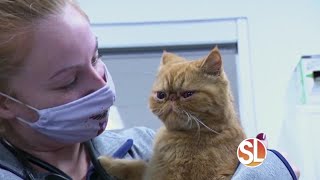 VCA Animal Referral & Emergency Center of Arizona offers internal medicine specialists
