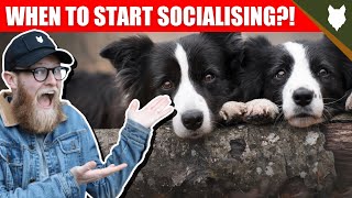 WHEN TO START SOCIALISING MY BORDER COLLIE PUPPY by Fenrir Canine Leaders 4,222 views 3 years ago 5 minutes, 48 seconds