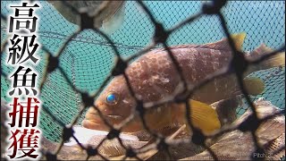 1ミリも動かねぇ...罠にかかった魚の様子が衝撃的！潜水艇で大捜索！！ 【GLADIUS MINI】