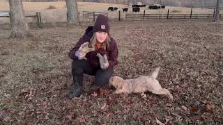 How to teach a poodle to sit instead of jumping in just FIVE MINUTES!