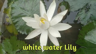 white water Lily #sjhomestelugu