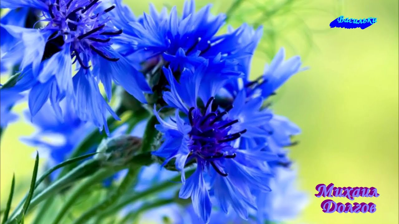 Михаил Долгов. Песня \"Васильки\". Гитарный вариант. - YouTube