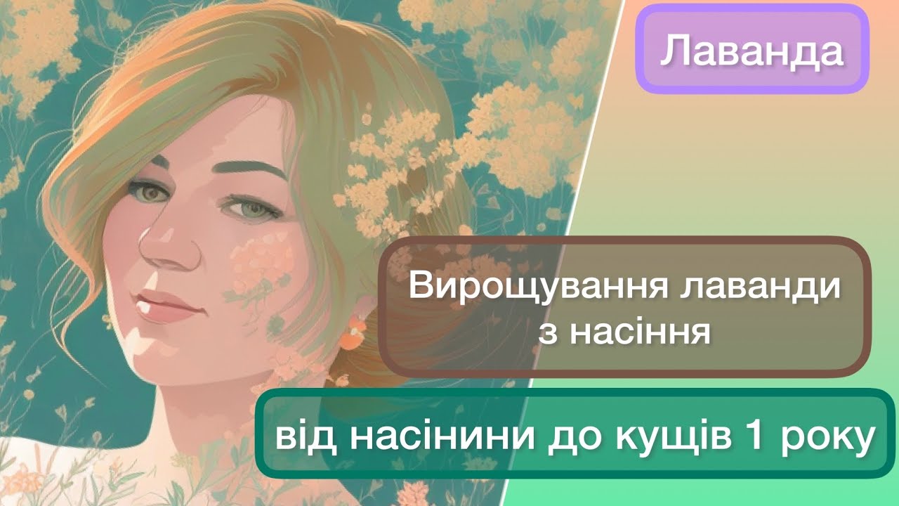 Вирощування лаванди з насіння. Догляд за саджанцями перший рік.