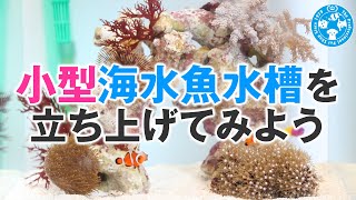 【チャーム】小型海水魚水槽を立ち上げてみよう マリンアクアリウム charm 動画