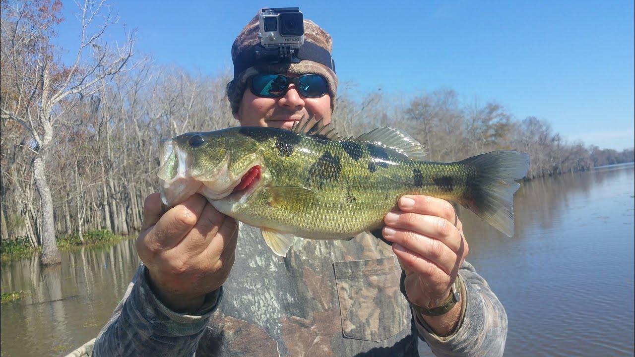 Winter Bass Fishing In Louisiana Catching A Blotchy Bass Youtube in Bass Fishing Tips Louisiana Winter Bass Fishing In Louisiana Catching A Blotchy Bass Youtube in Bass Fishing Tips Louisiana