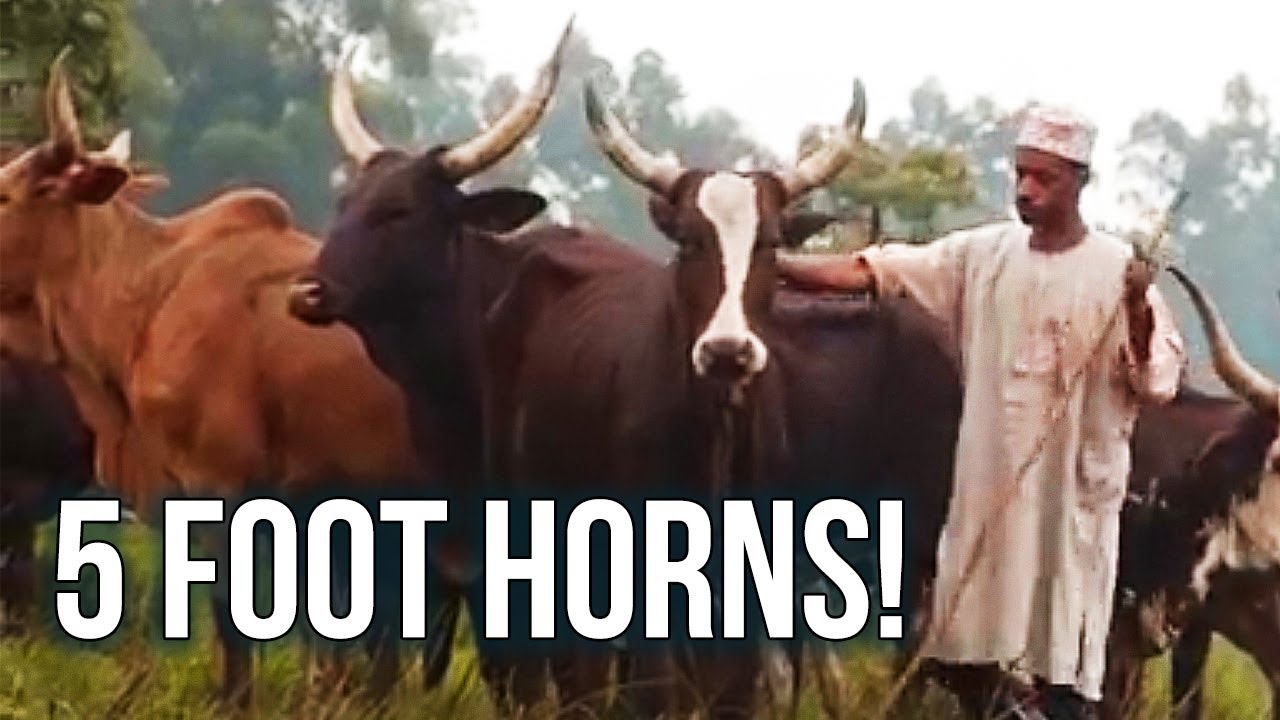 A Working Day – Cattle Herder, Cameroon