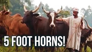 A Working Day – Cattle Herder, Cameroon A Working Day – Cattle Herder, Cameroon