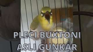 Download lagu Fs pleci buxtoni endemik gunung karang prestasi pinggiran Fs pleci buxtoni endemik gunung karang prestasi pinggiran